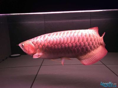 紅龍魚兩年半長到60公分正常嗎：紅龍魚一個月可以增長1-2厘米，但需要注意的是