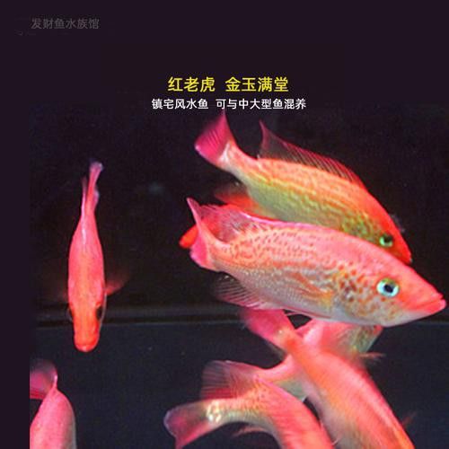 有哪些混養魚適合與金龍魚一起養