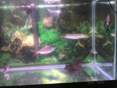 龍魚相差多大不能混養：龍魚在混養時最重要的是選擇合適的魚種，龍魚相差多大不能混養