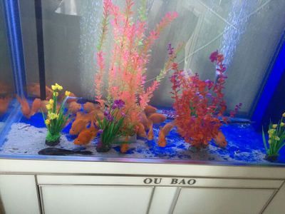 龍魚魚缸價格多少錢：龍魚魚缸價格