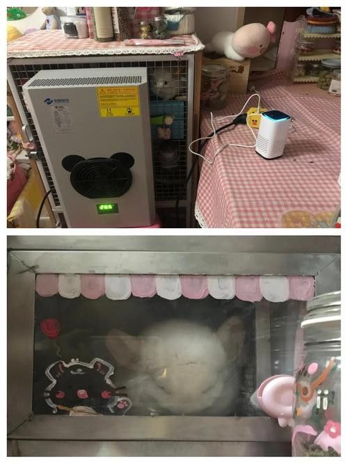 如何預防龍貓中暑？