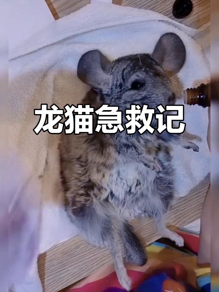 如何預防龍貓中暑？