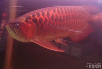 紅龍魚溫度多少度最好養活一點（紅龍魚最佳飼養溫度）