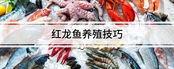紅龍魚溫度多少度最好養活一點（紅龍魚最佳飼養溫度）