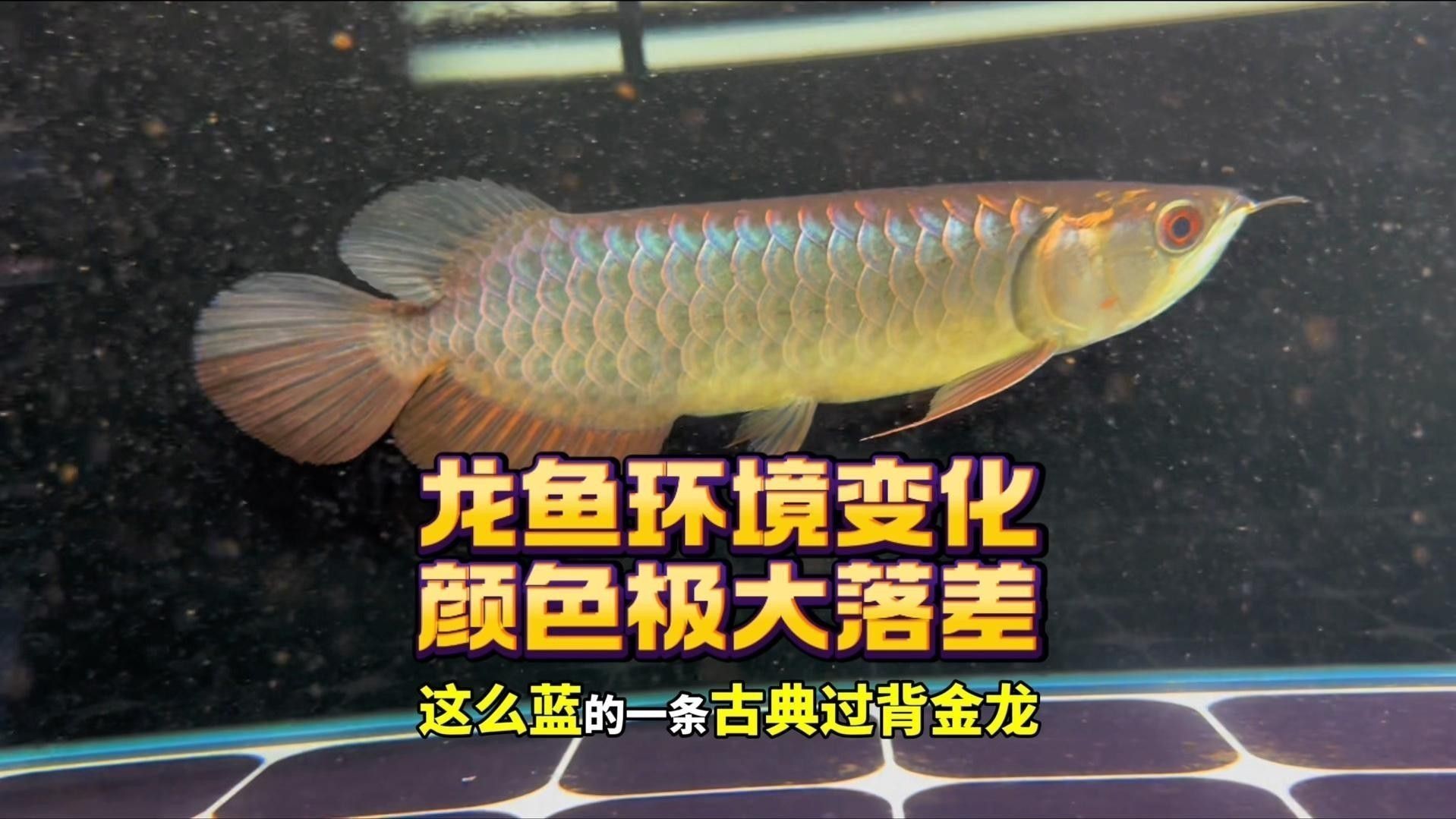 如何區分紅龍魚的底色？