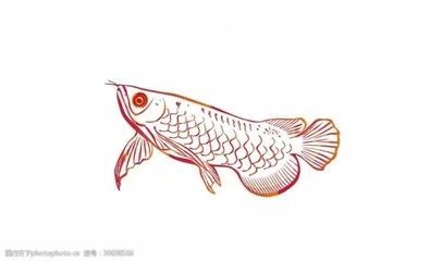 龍魚的頭像：龍魚的頭像特征