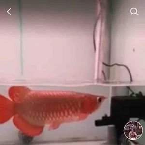 龍魚的頭像：龍魚的頭像特征