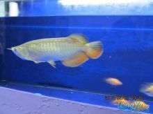 龍魚學(xué)堂多少錢:龍魚學(xué)堂中的龍魚價格 龍魚百科 第2張 龍魚學(xué)堂多少錢:龍魚學(xué)堂中的龍魚價格 龍魚學(xué)堂多少錢:龍魚學(xué)堂中的龍魚價格 龍魚百科 第2張