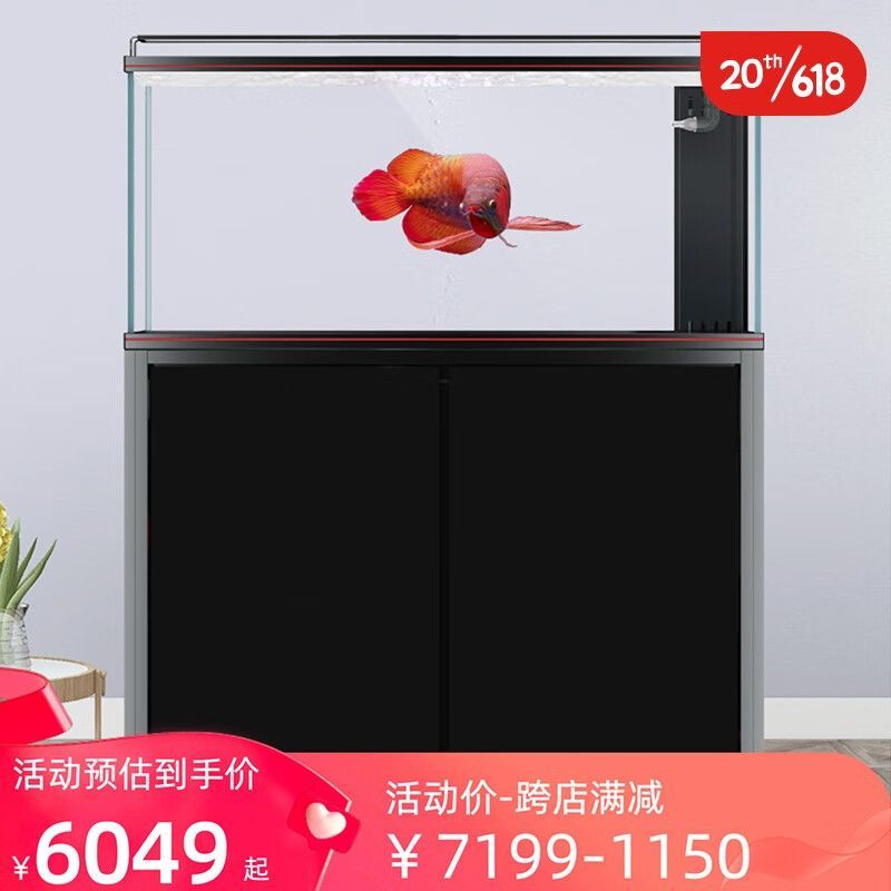 龍魚學(xué)堂多少錢：龍魚學(xué)堂中的龍魚價格 龍魚學(xué)堂多少錢：龍魚學(xué)堂中的龍魚價格 龍魚百科 第3張
