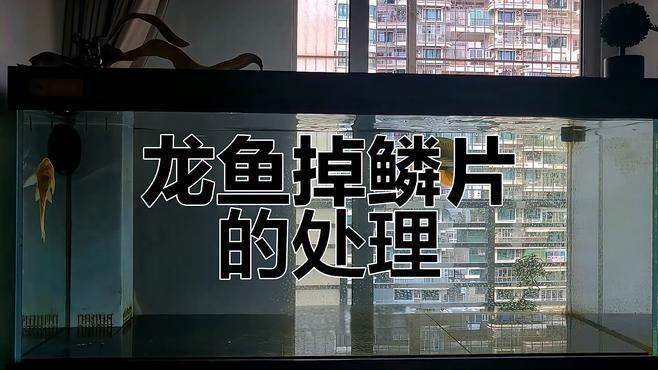 龍魚撞缸掉鱗后多久會恢復？