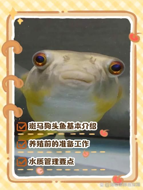 斑馬狗頭可以和恐龍魚混養嗎圖片