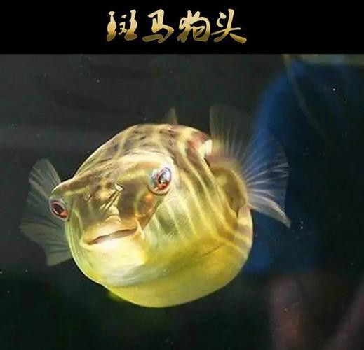 斑馬狗頭可以和恐龍魚混養嗎圖片