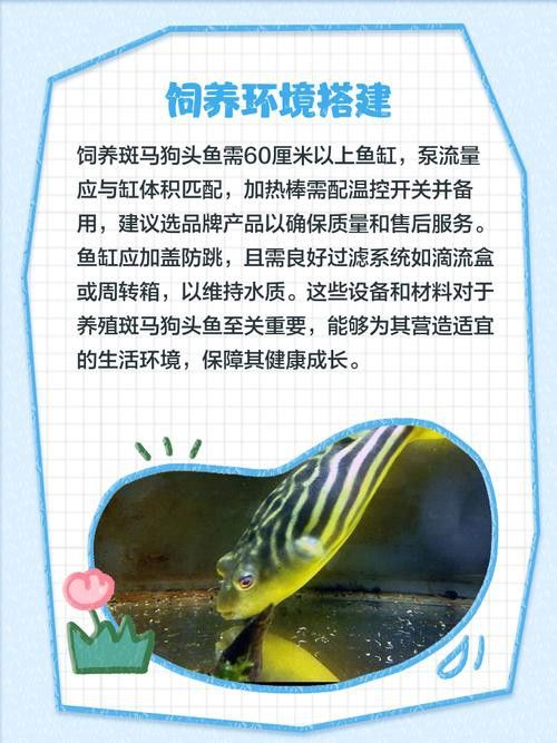 斑馬狗頭可以和恐龍魚混養嗎圖片