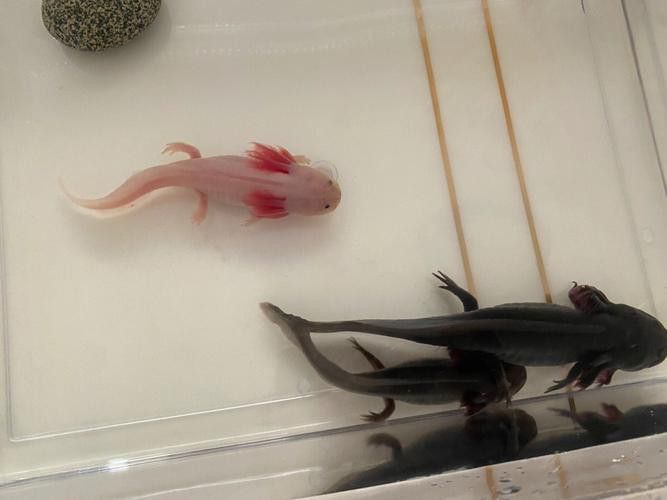 斑馬狗頭可以和恐龍魚混養嗎圖片