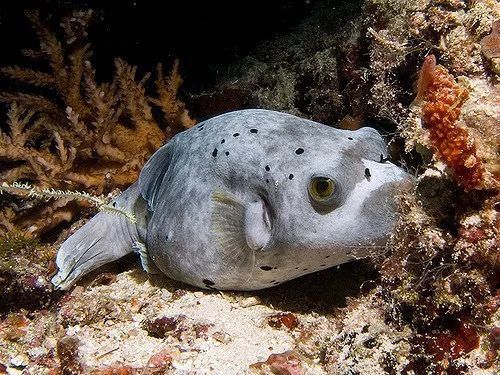 斑馬狗頭可以和恐龍魚混養嗎圖片