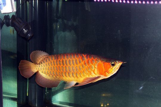 古銅色金龍魚：金龍魚的顏色主要有兩種，古銅色的金龍魚具有獨特的美感