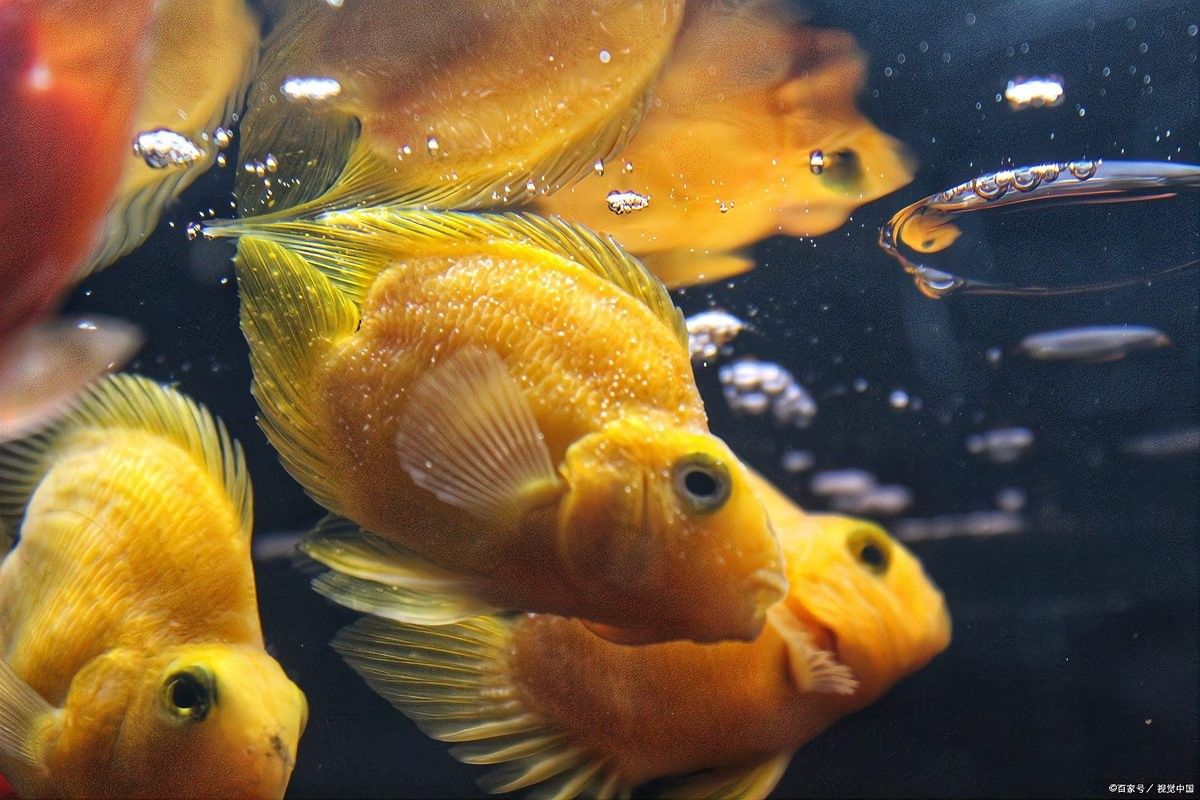 銀龍魚怎么變白色