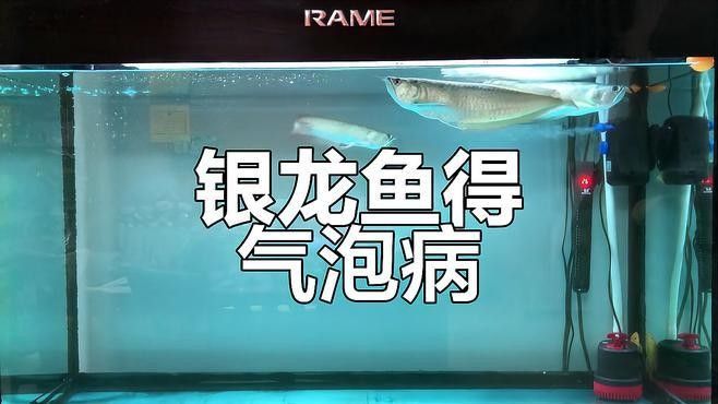 銀龍魚怎么變白色