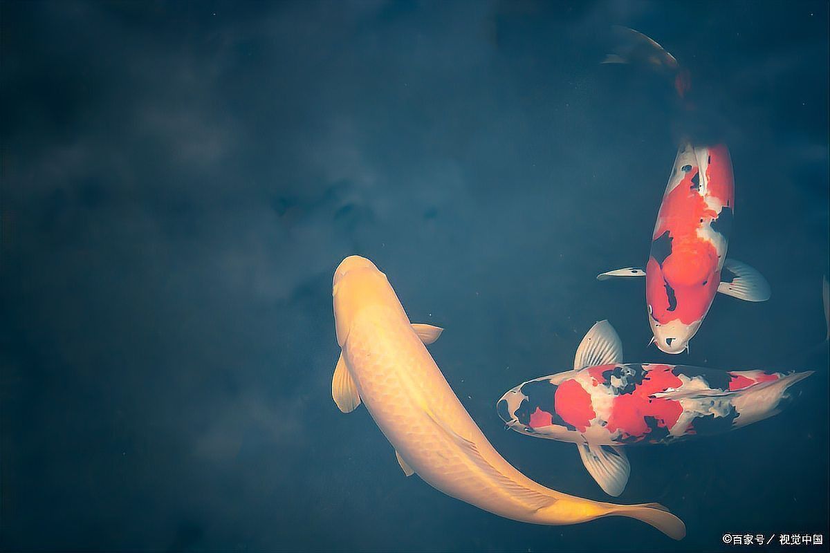 錦鯉顏色的寓意和象征