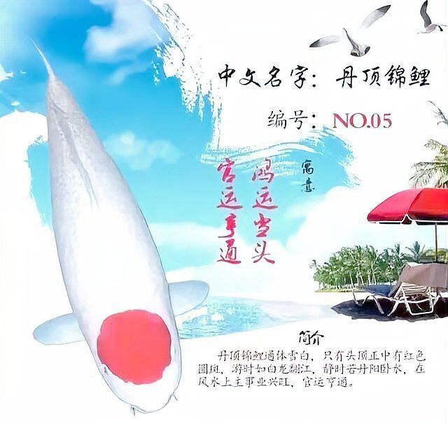 錦鯉顏色的寓意和象征