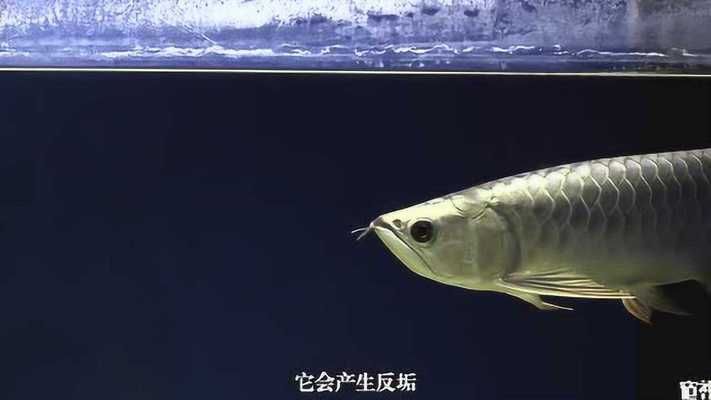 龍魚燈光使用方法視頻大全：龍魚燈光的使用方法