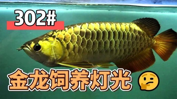 龍魚燈光使用方法視頻大全：龍魚燈光的使用方法