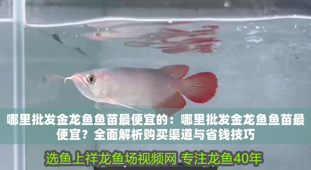 哪里批發金龍魚魚苗最便宜的：哪里批發金龍魚魚苗最便宜？全面解析購買渠道與省錢技巧