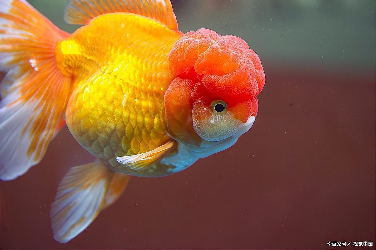 火龍魚可以和金魚混養嗎