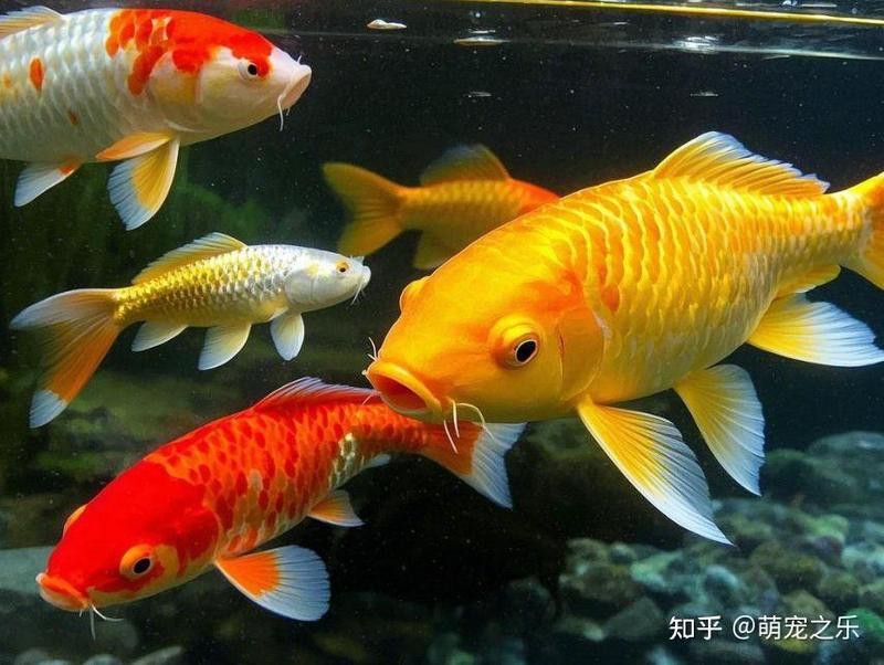 火龍魚可以和金魚混養嗎