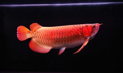 龍魚趴缸人一過去就游起來：龍魚趴缸是一種常見的熱帶魚類，以其優雅的姿態而受到人們喜愛
