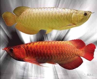 龍魚趴缸人一過去就游起來：龍魚趴缸是一種常見的熱帶魚類，以其優雅的姿態而受到人們喜愛