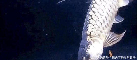 金龍魚尾巴有點黑色是什么魚：金龍魚尾巴有點黑是什么魚