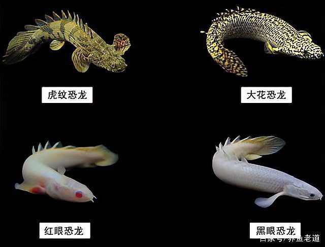 恐龍魚圖片大全大圖欣賞