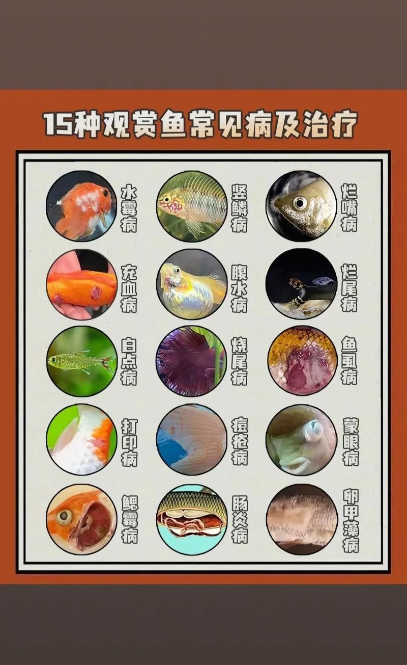 龍魚身上有小白點怎么回事圖片大全 龍魚身上有小白點怎么回事圖片大全 龍魚百科 第3張