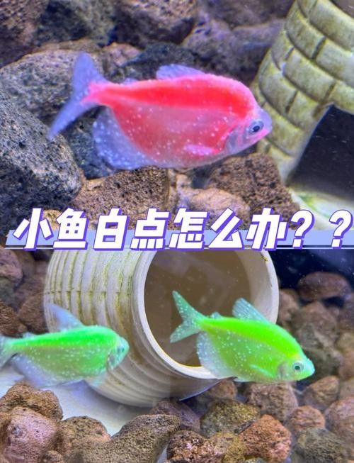 龍魚身上有小白點怎么回事圖片大全 龍魚身上有小白點怎么回事圖片大全 龍魚百科 第15張