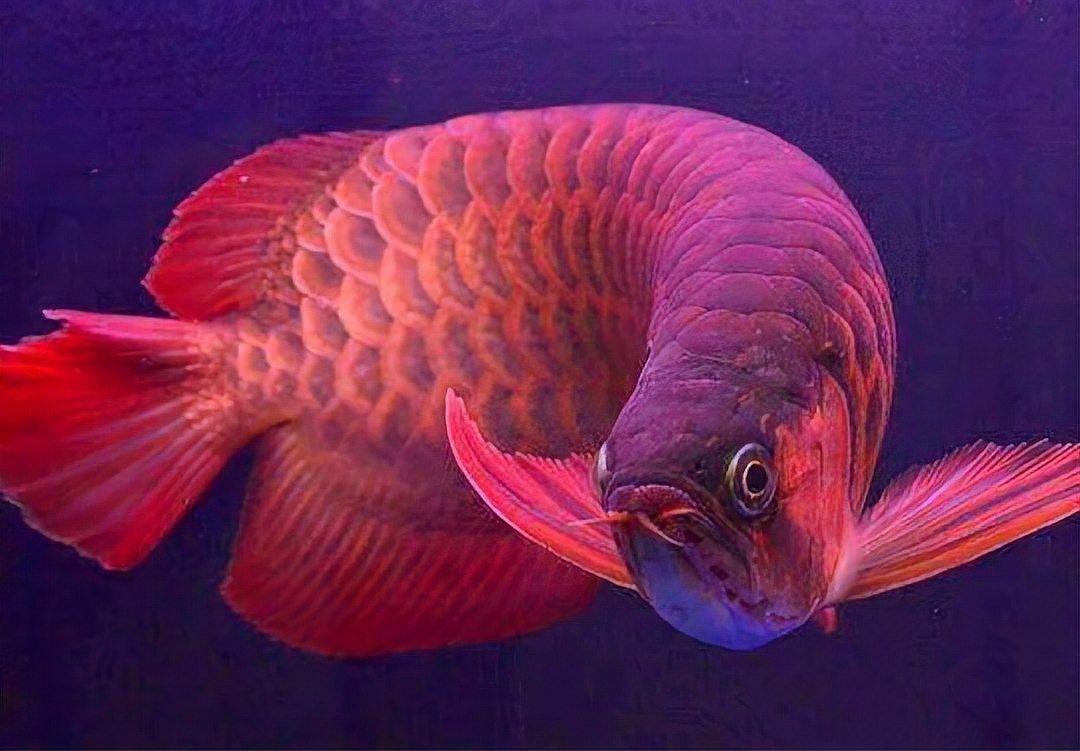 龍魚身上有小白點怎么回事圖片大全 龍魚身上有小白點怎么回事圖片大全 龍魚百科 第27張