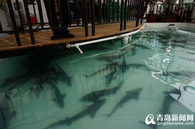 龍魚淡水還是海水養：龍魚是一種淡水魚，而不是海水魚，
