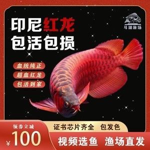 紅龍魚正版證書【紅龍魚正版證書查詢方式】