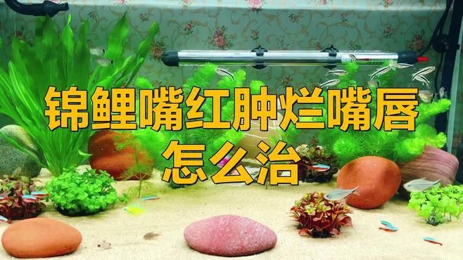 如何改善紅龍魚的嘴唇發(fā)色？