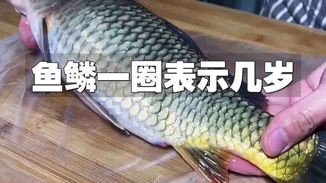 如何判斷過背金頭龍魚的年齡？