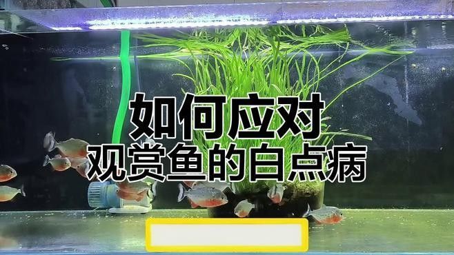 龍魚尾巴起白點怎么治
