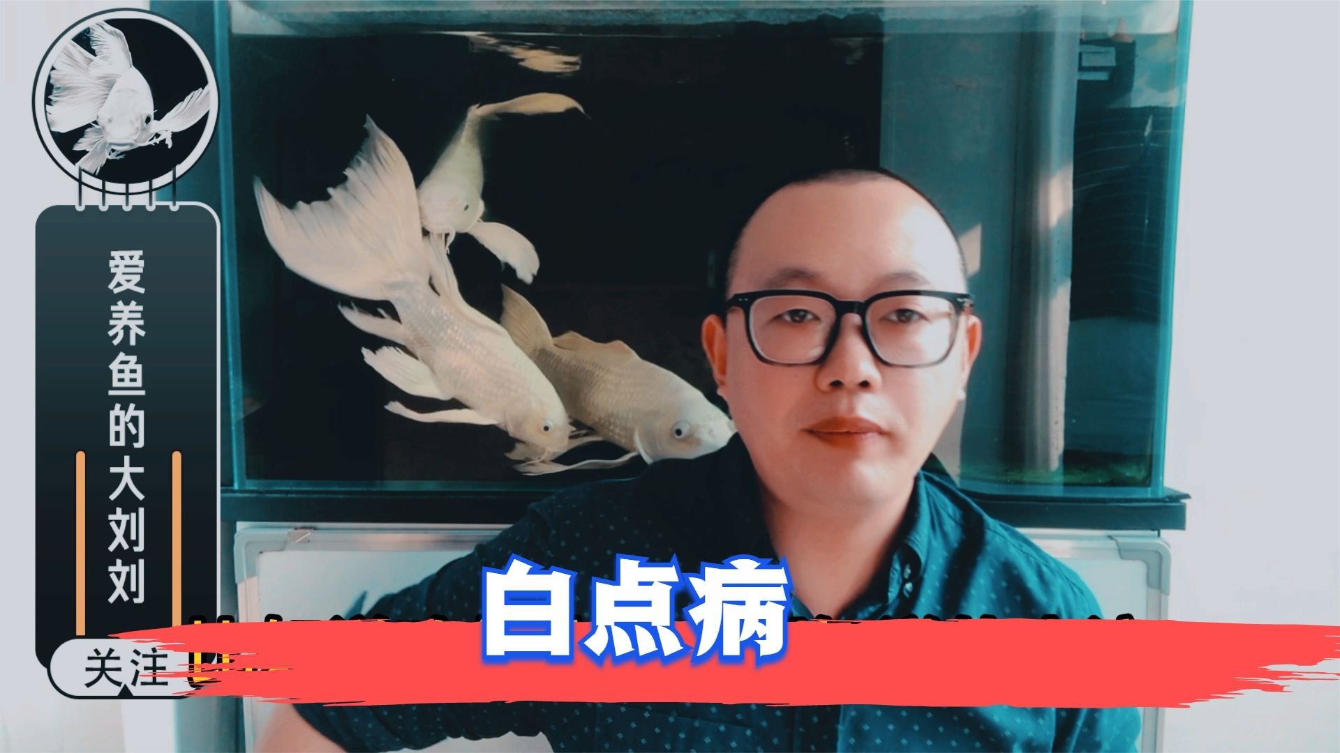 龍魚尾巴起白點怎么治