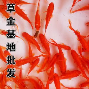 國內紅龍魚繁殖基地（國內有沒有紅龍魚繁殖基地？）
