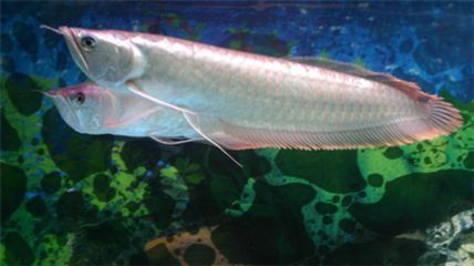 銀龍魚常見的幾種疾病及其癥狀，銀龍魚常見病及其癥狀：銀龍魚常見病