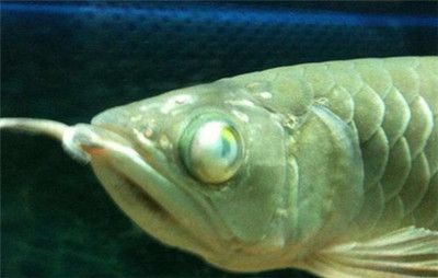 銀龍魚常見的幾種疾病及其癥狀，銀龍魚常見病及其癥狀：銀龍魚常見病