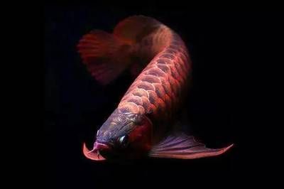龍魚混養不吃食怎么回事：龍魚在混養環境中不吃食可能由多種因素引起