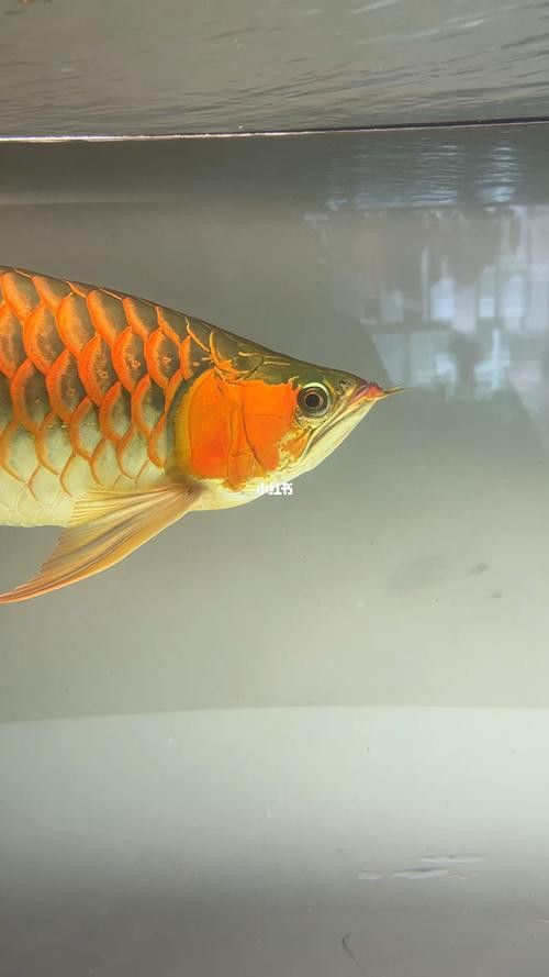 給我推薦一些高清實拍紅龍魚壁紙