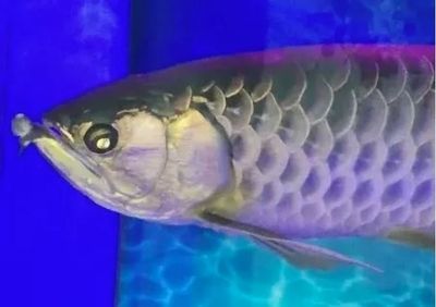 龍魚時不時的張大嘴：龍魚為什么會頻繁張大嘴？
