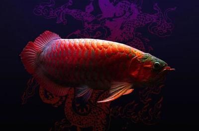 紅龍魚畫像（海洋神秘生物—紅龍魚圖片大全）