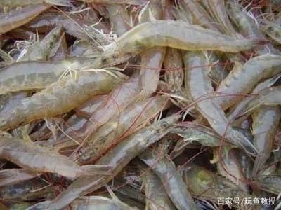 龍魚只喂蝦可以嗎（龍魚只喂蝦可以嗎不建議長期只讓龍魚吃蝦，但不建議長期吃蝦）